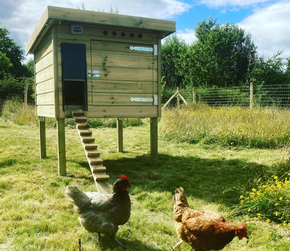 Poulailler bois sur pilotis